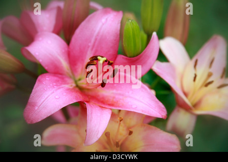 Rosa Lilie im Morgennebel Stockfoto