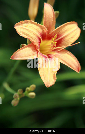 Lilie im Sonnenaufgang im Sommergarten Stockfoto