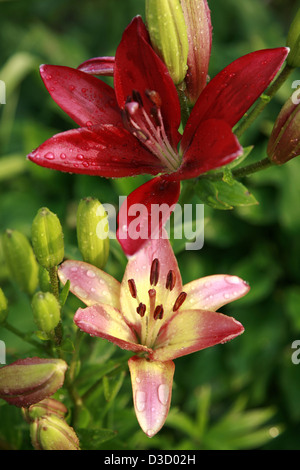 Rote Lilien in Tropfen Regen im Sommergarten Stockfoto