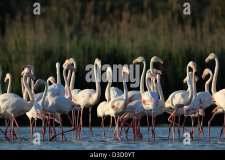 Gruppe von Rosaflamingos Parade im Wasserbecken. Stockfoto