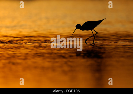 Stelzenläufer (Himantopus Himantopus) auf Nahrungssuche mit Sonnenuntergang, Camargue, Frankreich. Stockfoto