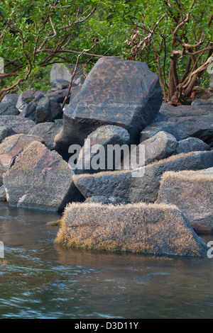 Petroglyphen. Indianische Enscribed Markierungen in Granitfelsen vor über 5000 Jahren. Hier an der Uferlinie des Flusses Essequibo, Stockfoto