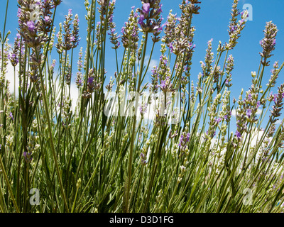 Lavender Farm in Palisade, Colorado. Stockfoto
