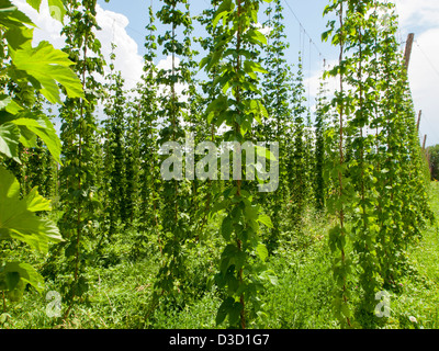 Hopfen Bauernhof in Palisade, Colorado. Hopfen sind in erster Linie als Gewürz und Stabilität Agent in Bier, zu denen Sie einen herben, würzigen Geschmack verleihen, obwohl Hopfen wird auch für die verschiedenen Zwecke in anderen Getränken und Kräutermedizin verwendet. Stockfoto