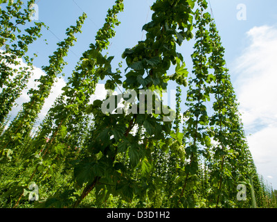 Hopfen Bauernhof in Palisade, Colorado. Hopfen sind in erster Linie als Gewürz und Stabilität Agent in Bier, zu denen Sie einen herben, würzigen Geschmack verleihen, obwohl Hopfen wird auch für die verschiedenen Zwecke in anderen Getränken und Kräutermedizin verwendet. Stockfoto