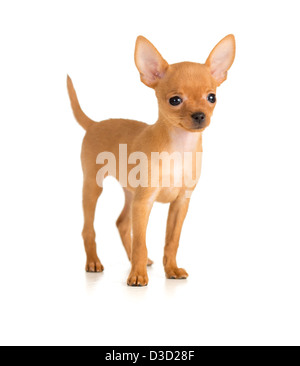 lächelnde Hund Russkiy Toy terrier Stockfoto