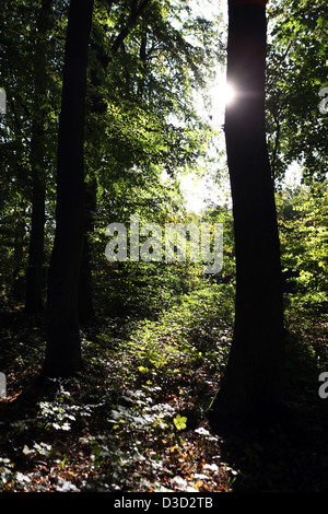 Strahlende Dorf, Deutschland, Laubwald Stockfoto