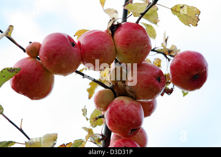 Strahlende Dorf, Deutschland, Äpfel von einem Ast hängen Stockfoto