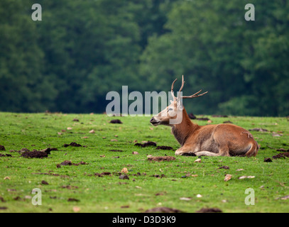 Ein Rothirsch, Verlegung in ein offenes Feld mit den bewaldeten Bäumen im Hintergrund. Stockfoto
