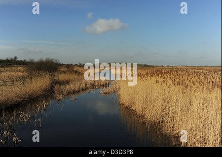 Rainham Sümpfe RSPB Naturschutzgebiet von Fluß Themse Essex UK Stockfoto