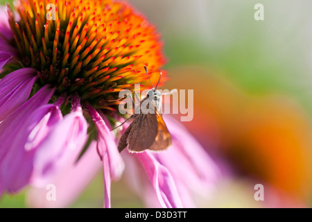 Eine Makroaufnahme eines Skipper Schmetterlings auf einen Sonnenhut (Echinacea Purpurea). Stockfoto