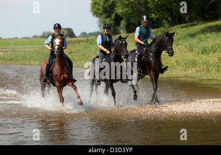 Reiter im Galopp durch das Wasser der Elbe Graditz Deutschland Stockfoto