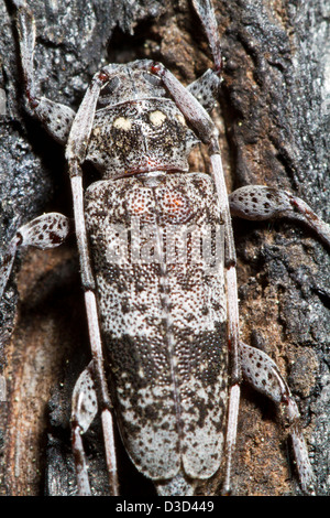 Ansicht Detail der seltsame entdeckt Kiefer Sawyer (Monochamus Clamator) Insekten in der Nähe. Stockfoto