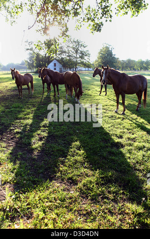 Neustadt / Dosse, Deutschland, Pferde am Morgen auf der Weide Stockfoto