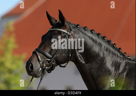 Neustadt / Dosse, Deutschland, sire Quadroneur im Portrait Stockfoto