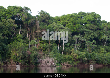 Regenwald am Ufer des Flusses Essequibo herab. Nord-Fisch. Guyana. Stockfoto