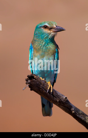 Eine Blauracke (Coracias Garrulus) gefangen im Krüger Nationalpark, Südafrika. Es ist ein Langstrecken Migrant. Stockfoto