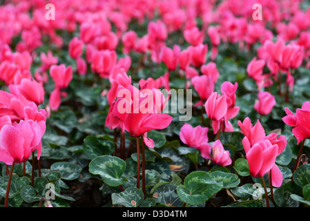 Rosa Bett Zen Blumen bedeckt mit Wassertropfen Stockfoto