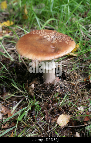 Der Blusher Pilz, Amanita Rubescens, Amanitaceae. Essbare bei gekocht, giftige roh. Sehr häufig. Stockfoto