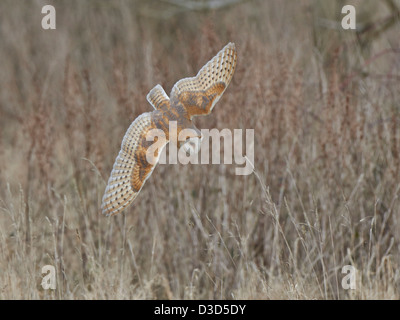 Schleiereule im Flug Stockfoto