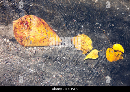 Koh Lanta, Thailand, Blätter auf der Wasseroberfläche schwimmenden Stockfoto