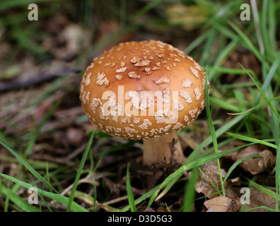 Der Blusher Pilz, Amanita Rubescens, Amanitaceae. Essbare bei gekocht, giftige roh. Sehr häufig. Stockfoto