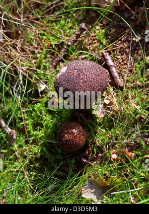 Altrosa Puffball, Lycoperdon hier (L. Foetidum), Lycoperdaceae. Stockfoto