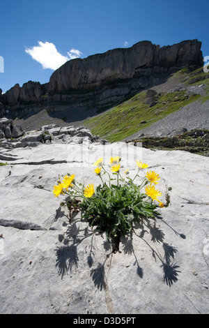 Kleinwalsertal, Österreich, Arnika auf einem Felsen im Kleinwalsertal Stockfoto