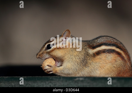 Verrückt Stockfoto