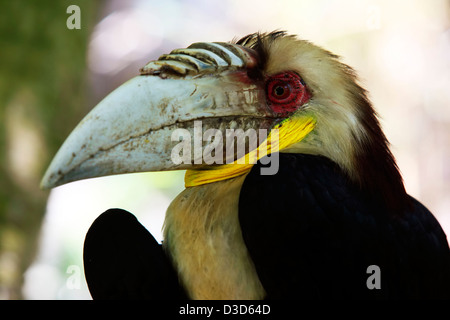 Leiter der männlichen bekränzt Hornbill im Seitenwinkel anzeigen. Kaution-Zoo. Indonesien Stockfoto