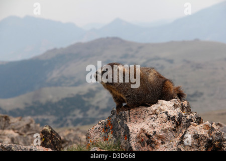 Yellow bellied Marmot Rocky Mountain National Park Colorado Stockfoto