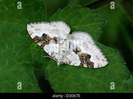 Silber-Boden Teppich Motte, Xanthorhoe Montanata, Geometridae, Lepidoptera. Stockfoto