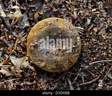 Hässliche Milkcap, Lactarius Turpis, Russulaceae. Stockfoto