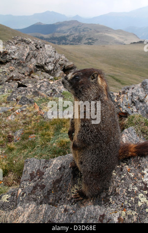 Yellow bellied Marmot Rocky Mountain National Park Colorado Stockfoto