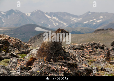 Yellow bellied Marmot Rocky Mountain National Park Colorado Stockfoto