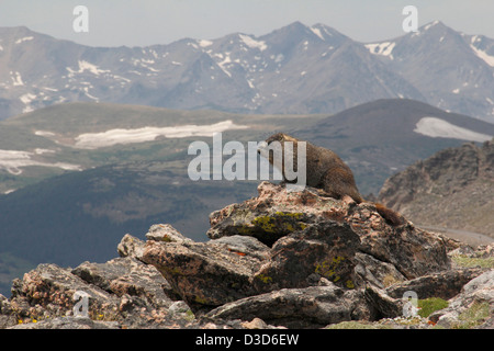 Yellow bellied Marmot Rocky Mountain National Park Colorado Stockfoto