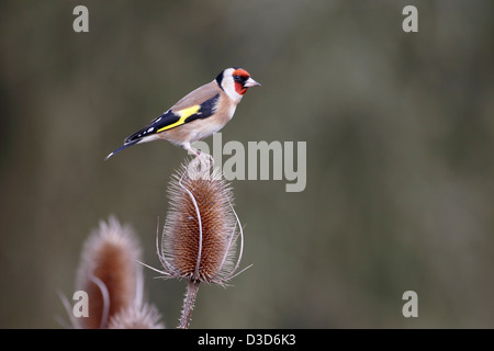 Stieglitz, Zuchtjahr Zuchtjahr, einziger Vogel auf Karde, Warwickshire, Februar 2013 Stockfoto