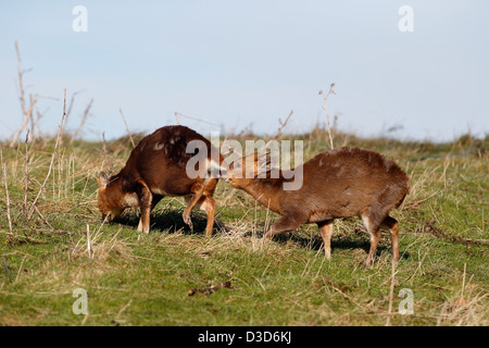 Muntjak, Muntiacus Reevesi, zwei Säugetiere auf dem Rasen, Warwickshire, Februar 2013 Stockfoto