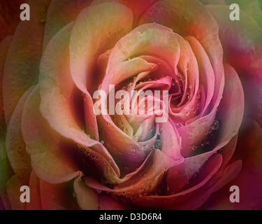 FLORA: Die perfekte Rose Stockfoto