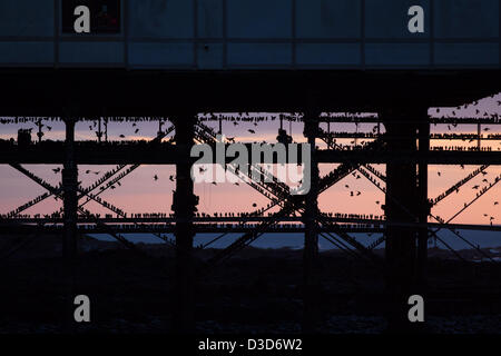 Sonnenuntergang in Aberystwyth und Tausende von Staren strömen, um unter Aberystwyth Pier Schlafplatz. Die spektakuläre Murmuration zieht Touristen aus nah und fern. Stockfoto