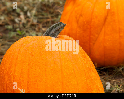 Große und kleine Kürbisse auf dem Kürbisfeld im Aearly Herbst. Stockfoto