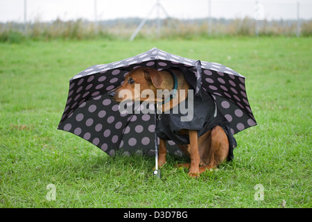 Berlin, Deutschland, Deutsche Pinscher unter einem Regenschirm Stockfoto