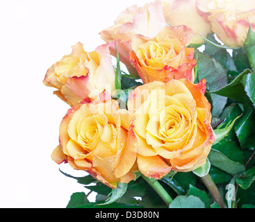 Orange und gelbe Rosen Strauß Fragment isoliert auf weiss Stockfoto