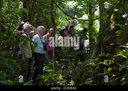 Öko-Touristen auf einem Spaziergang entlang einer Strecke innerhalb der Iwokrama Rainforest Reserve. Norden Fisch, Guyana. Stockfoto