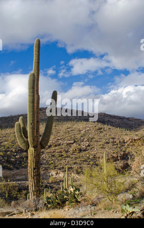 Eine alte und sehr große Kandelaberkaktus Carnegiea Gigantea, hält Wache über einen ganzen Wald von Saguaro. Stockfoto