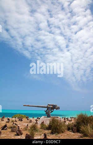 2. Weltkrieg 3'-Flakkanone der Marineflugstation auf Midway von 1942 - 1945 in einer Kolonie von Laysan Albatrosses, Eastern Island, Midway Atoll Stockfoto