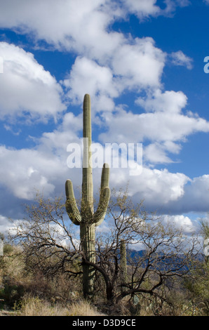 Eine alte und sehr große Kandelaberkaktus Carnegiea Gigantea, hält Wache über einen ganzen Wald von Saguaro. Stockfoto