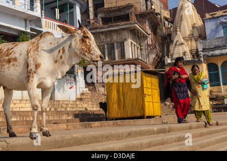 Heilige Kuh, Varanasi, Indien Stockfoto