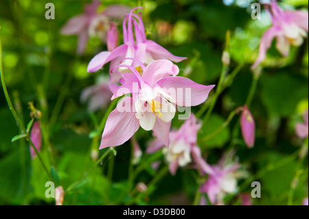 Akelei Aquilegia Chrysantha Blume rosa Stockfoto