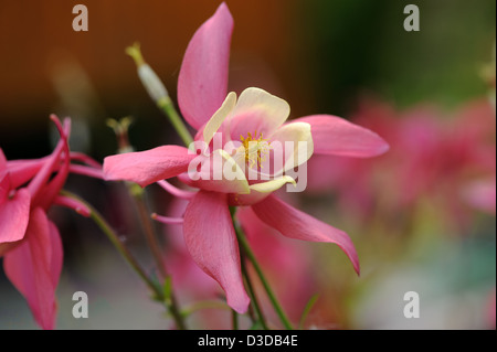 Akelei Aquilegia Chrysantha Blume rosa Stockfoto